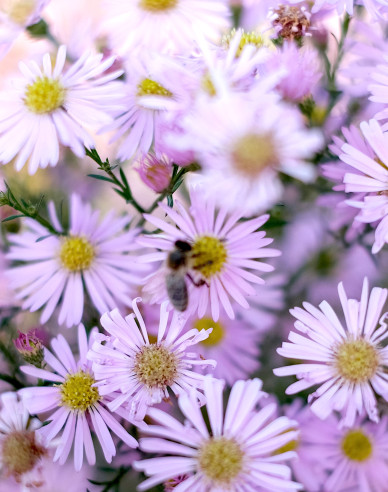 Astra ’Pink Star’