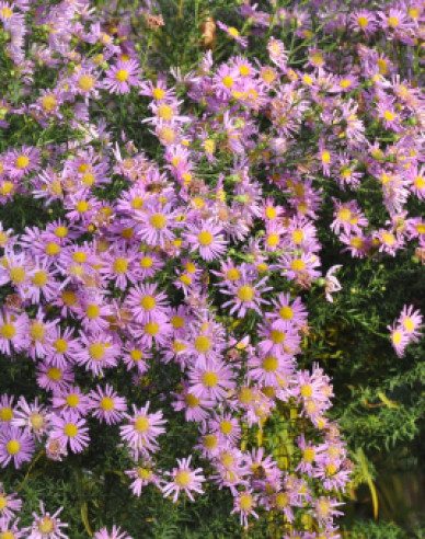 Astra ’Pink Star’