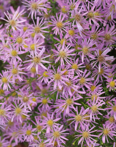 Astra ’Pink Star’