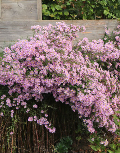 Astra ’Pink Star’