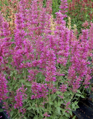 Agastache ´Summer Love´