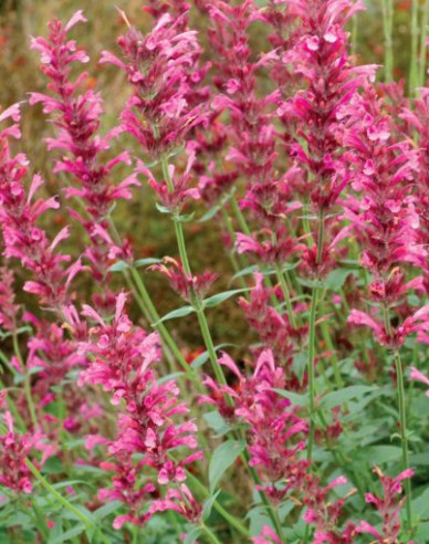 Agastache ´Summer Love´