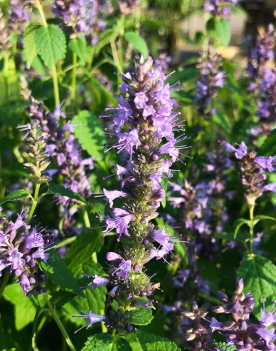Agastache ´Little Adder´