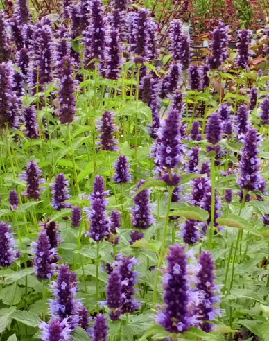 Agastache ´Little Adder´