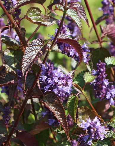 Agastache ´Little Adder´
