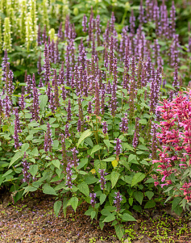 Agastache ´Little Adder´