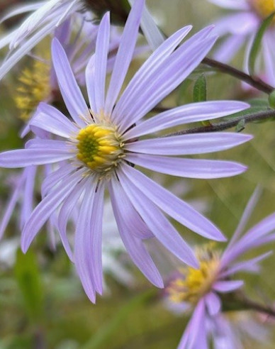 Astra pyrenejská ’Lutetia’
