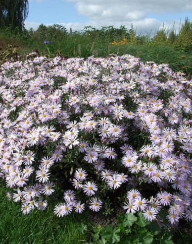 Astra pyrenejská ’Lutetia’