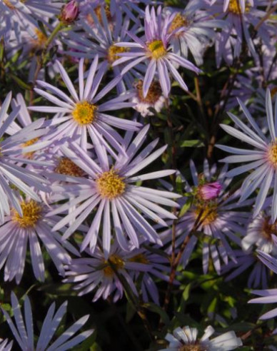 Astra pyrenejská ’Lutetia’