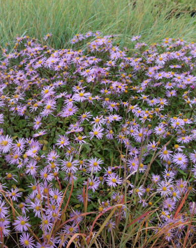 Astra pyrenejská ’Lutetia’