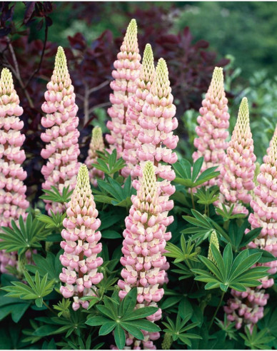 Lupína ’Gallery Rose Shades’