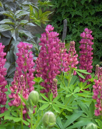 Lupína ’Gallery Rose Shades’