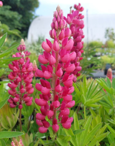 Lupína ’Gallery Rose Shades’