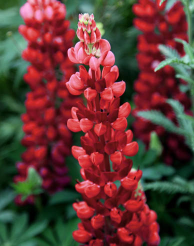 Lupína ’Red Shades’
