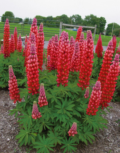 Lupína ’Red Shades’