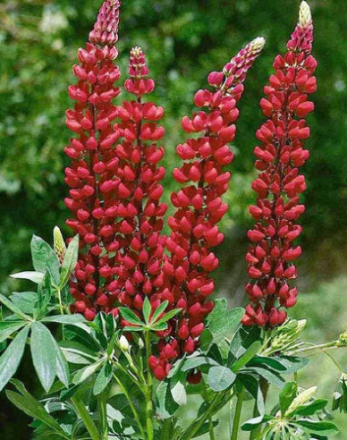Lupína ’Red Shades’