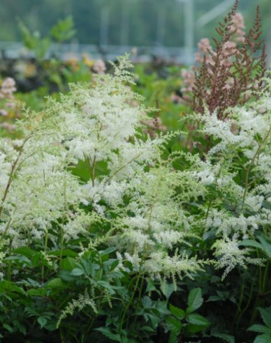 Astilba ’Brautschleier’