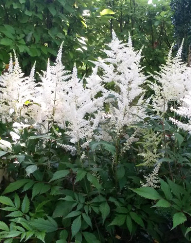 Astilba ’Brautschleier’