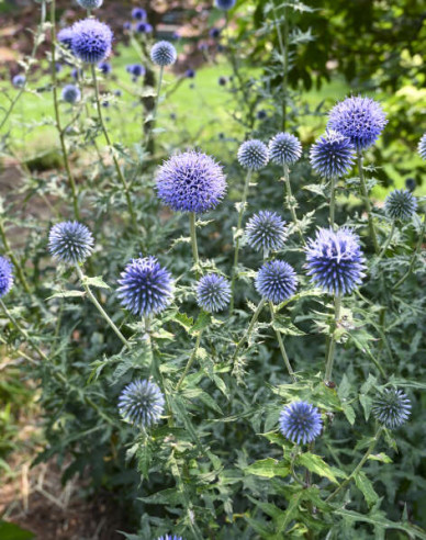 Ježibaba ´Blue Glow´