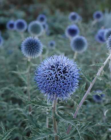 Ježibaba ´Blue Glow´