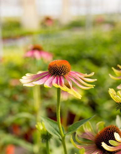 Echinacea ´Green Twister´