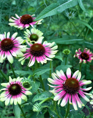 Echinacea ´Green Twister´