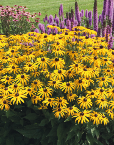 Rudbekia ´Goldsturm´
