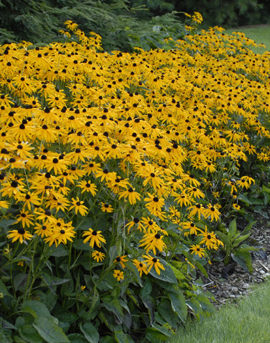 Rudbekia ´Goldsturm´