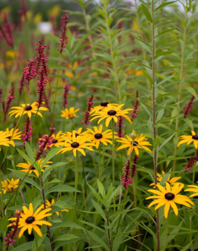 Rudbekia ´Goldsturm´