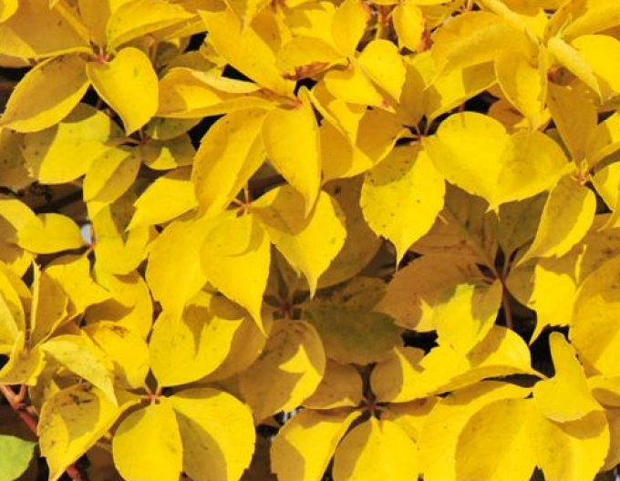 Pavinič  päťlaločný ´Yellow Wall´