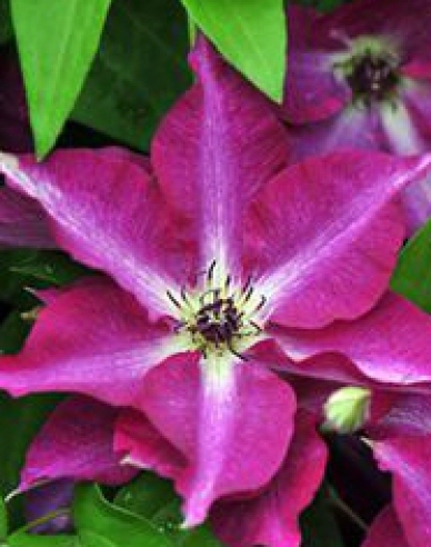 Plamienok ´Viva Polonia´