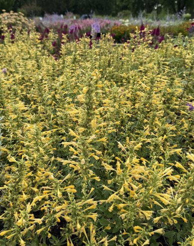Agastache ´Summerlong  Lemon´