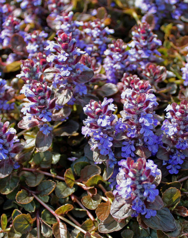 Zbehovec plazivý ´Atropurpurea´