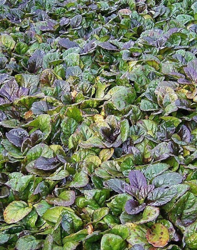 Zbehovec plazivý ´Atropurpurea´