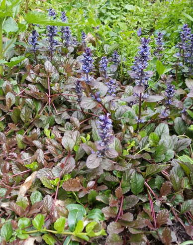 Zbehovec plazivý ´Atropurpurea´