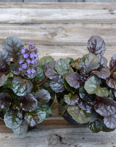 Zbehovec plazivý ´Atropurpurea´