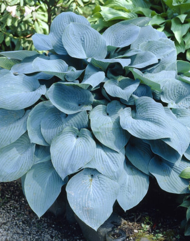Hosta  ’Elegans’
