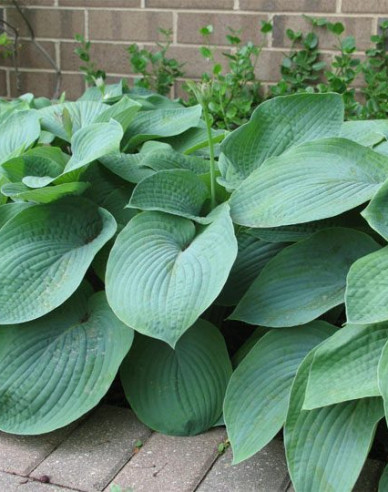 Hosta  ’Elegans’