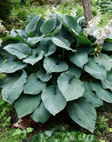 Hosta  ’Elegans’