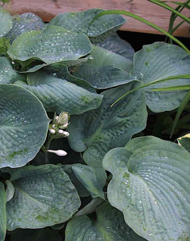 Hosta  ’Elegans’