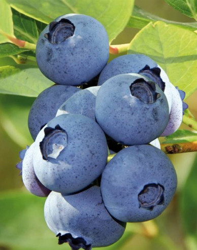 Čučoriedka kanadská ´Bluecrop´ 5l