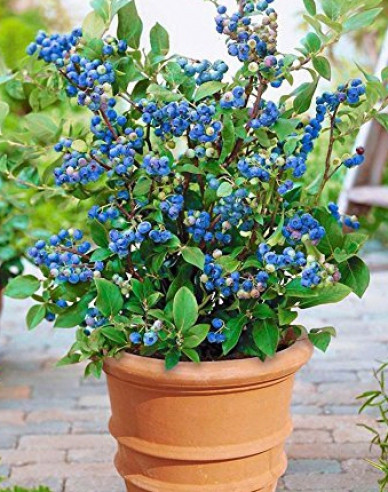 Čučoriedka balkónová ´Hortblue Petite´ 5l
