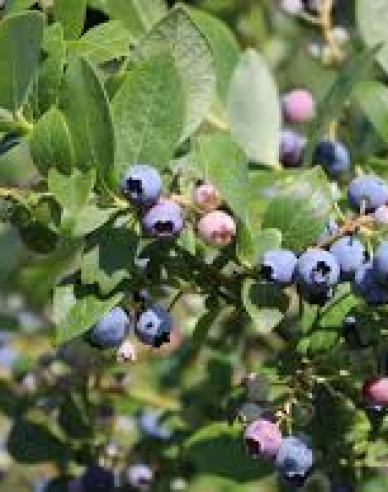 Čučoriedka kanadská ´Poppins´