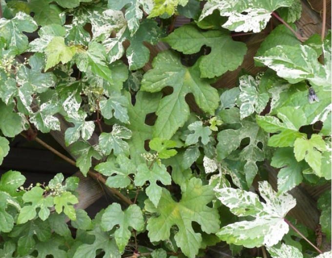Ampelopsis  ’Elegans’