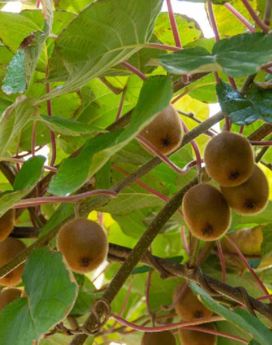 Kiwi samoopelivé ´Solissimo´
