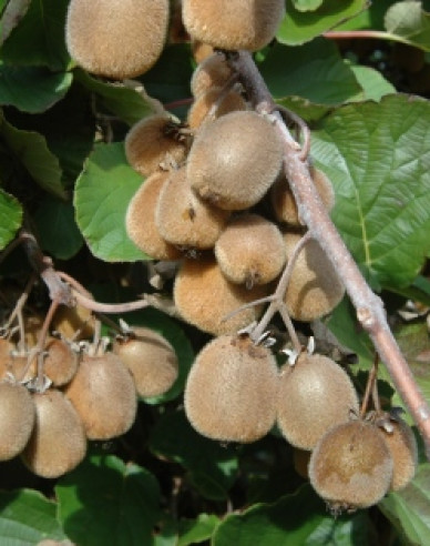 Kiwi samoopelivé ´Solissimo´
