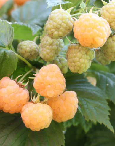 Malina žltá ´Sugana Gelb´ stálorodiaca