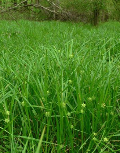 Ostrica ´ Grayova´