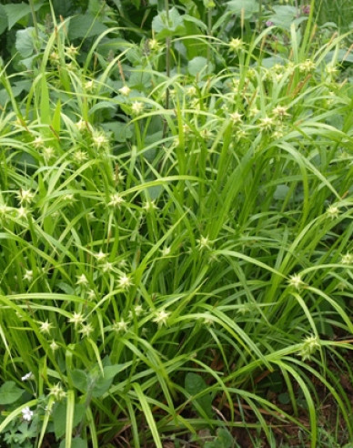 Ostrica ´ Grayova´