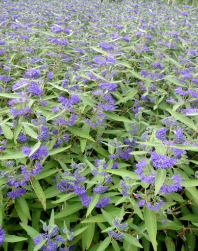 Bradavec klandonský ´Kew Blue´